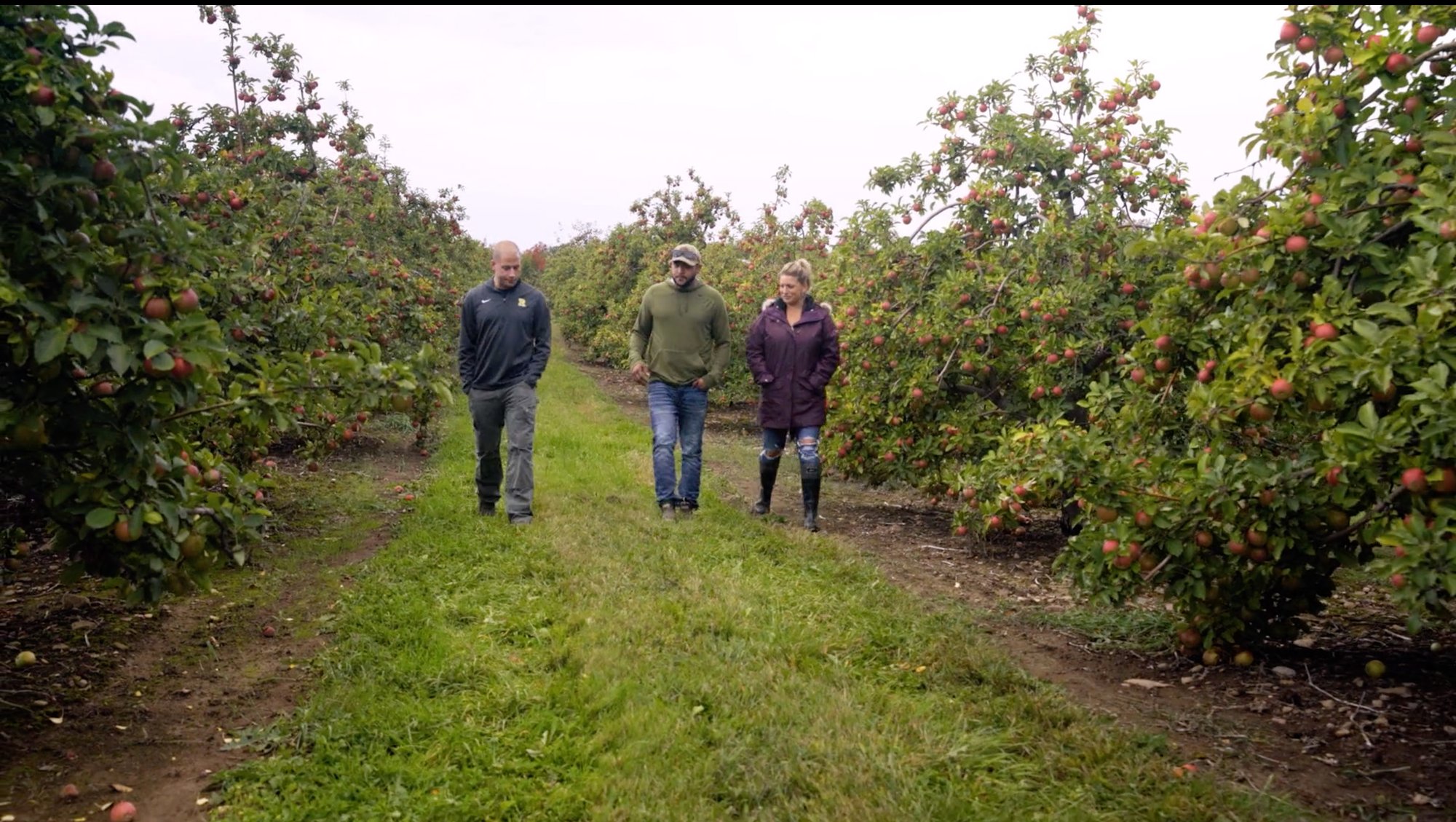 apple orchard apple orchard
